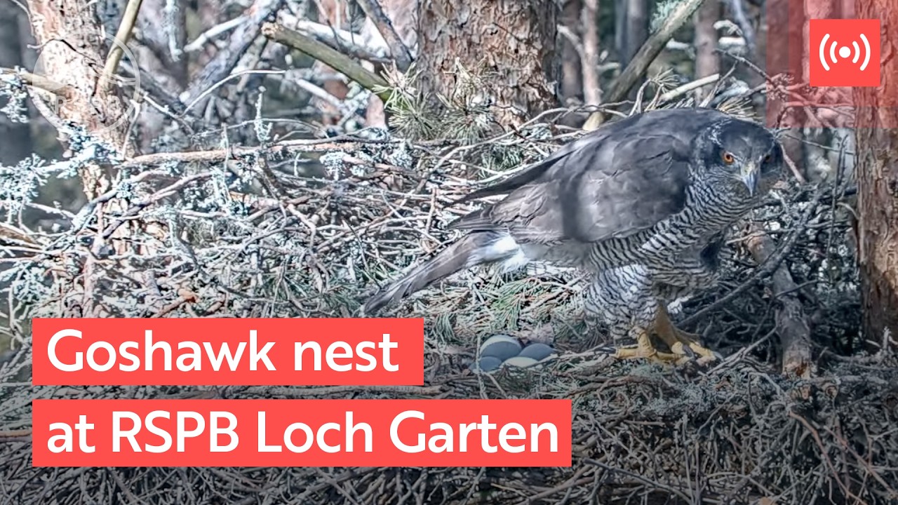 Live webcam view of Goshawk Nest Camera
