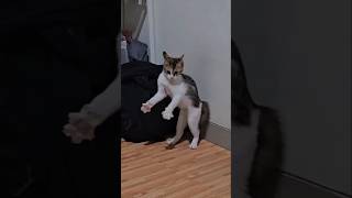 #cat #cute #catvideo #cutecat #funnyvideo #funny #pets