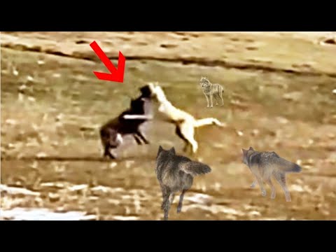  Kangal Fends Off an Entire Pack of Wolves!!!