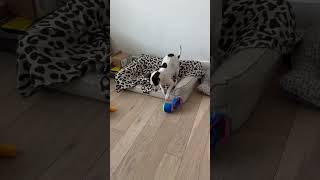 Video preview image #1 Beagle-Unknown Mix Puppy For Sale in Arlington, VA, USA