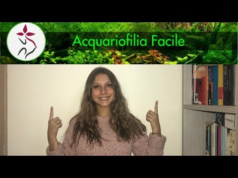 I PRIMI PASSI PER UN ACQUARIO FACILE (parte 2)