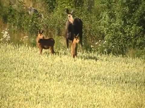 Moose /Elche /jávorszarvas-Norway
