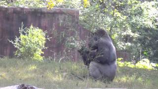 preview picture of video 'Western Lowland Gorilla Eating at the Atlanta Zoo'