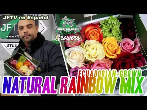 JFTV en Español:  Jet Fresh Flower Growers' Natural Rainbow Mix con Edwin