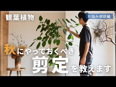 ディプラデニアの切断: これが剪定の仕組みです 植物