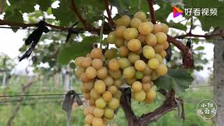 盆栽葡萄该怎么选择品种？小阳给出参考建议，主要考虑三方面