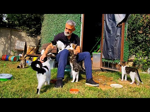 Caring for street cats in the cold autumn season