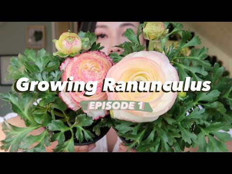 Garden Series: Ep. 1 Growing Ranunculus From Bulbs Indoors
