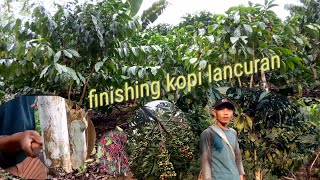 Download lagu finishing kopi lancuran#praktek merawat kopi#pesawaran lampung# mp3