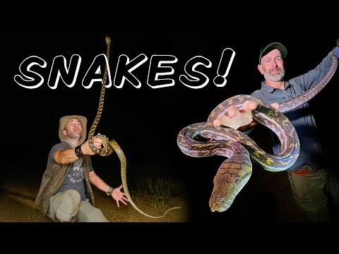 Catching RARE Snakes in Australia's Rainforest!