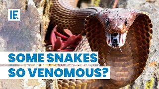 How snake venom kills so quickly