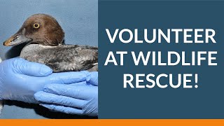 Thumbnail for What's It Like to Volunteer at Wildlife Rescue?