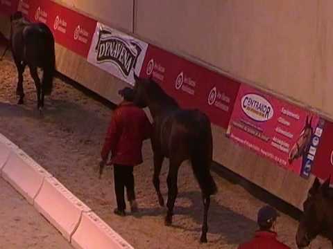 Khalkevi, Racinger, Honolulu, Roman Saddle: Présentation au HN du Lion d'Angers