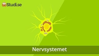 Nervsystemet (Biologi) - Binogi.se