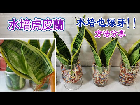 虎尾蘭水耕