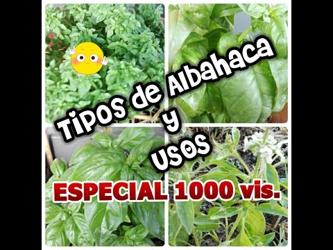 download lagu mp3 mp4 Albahaca Macho, download lagu Albahaca Macho gratis, unduh video klip Albahaca Macho