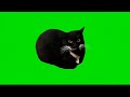 Maxwell The Cat Green Screen Spin Dance