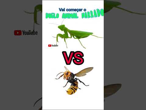 Narrated Animal Duel - PRAYING MANTIS VS WASP