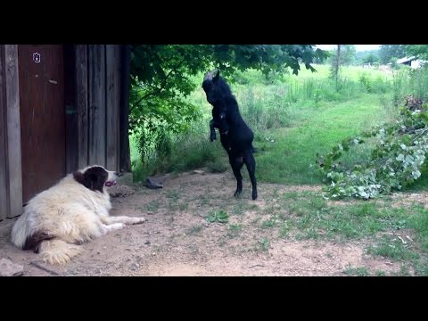 Crazy goat annoying the dog