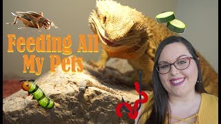 Feeding All My Pets!