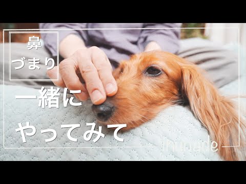 犬の鼻づまりの原因と治療法