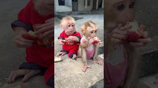 Download lagu You take Xuxu's fruit mp3