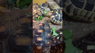 カメご飯　#リクガメ #animals #tortoise #爬虫類