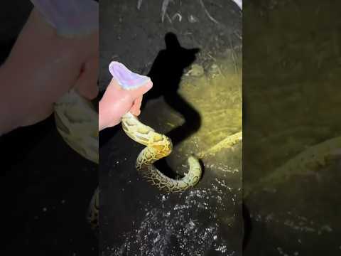 I yoinked a python! #snake#youtube#viral#wildlife#animals#alligator#everglades#crocodile#crazy