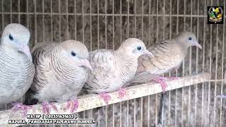 Download lagu JUM'AT BAROKAH KENARI dan PERKUTUT MISTIS AMBYAAAAAR...  mp3