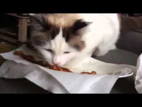 download lagu mp3 mp4 Can Cats Eat Bacon Fat, download lagu Can Cats Eat Bacon Fat gratis, unduh video klip Can Cats Eat Bacon Fat