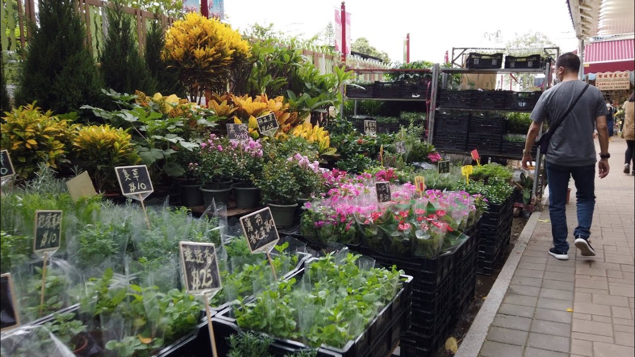 Walking through Yuen Po Street Bird Garden with singing birds all around