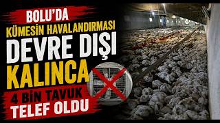  Boluda Kümesin Havalandırması Devre Dışı Kalınca 4 Bin Tavuk Telef Oldu