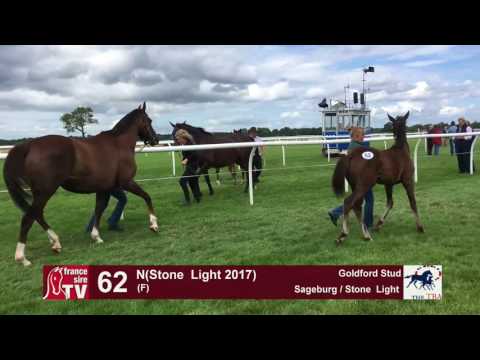 TBA Foal Show 2017 - Lot 62 - F17 -Sageburg & Stone Light