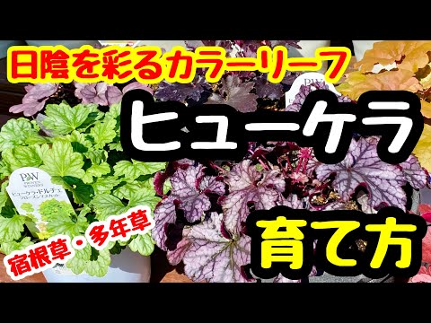 園芸 あらゆる好みに合わせたヒューケラ