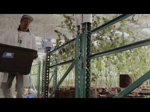 Trapperman Dale - For The High ft. Starlito [Produced by Bandplay] (Official Music Video)