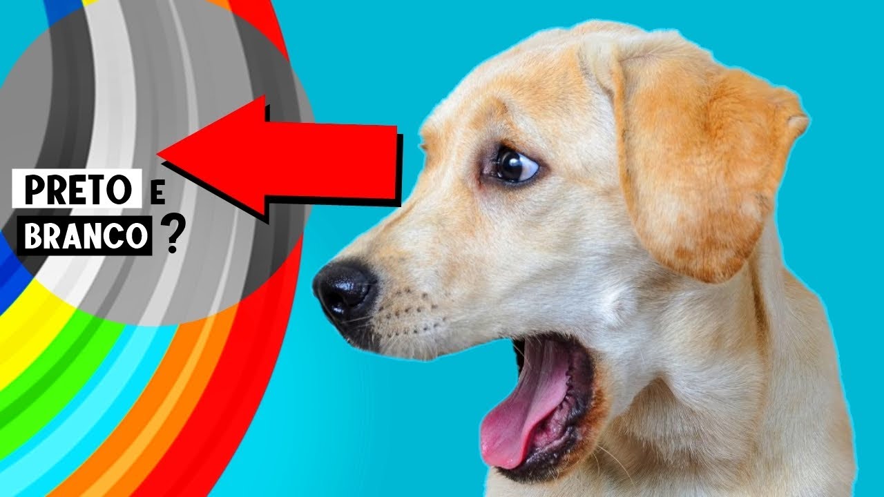 Black and White? The Surprising Truth About How Dogs See the World! 🐕