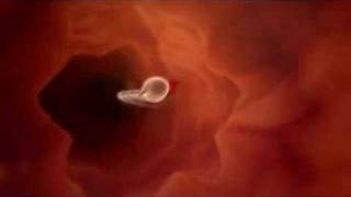 L'Attacco degli Spermatozoi!!