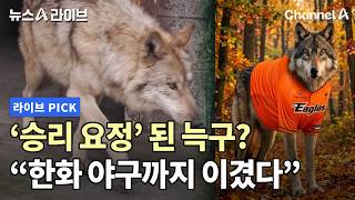 '승리 요정' 된 늑구? 한화 야구까지 이겼다 #뉴스A라이브 #채널A