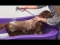 SQUEAKY CLEAN DOG WASH MACHINE DEMONSTRATION