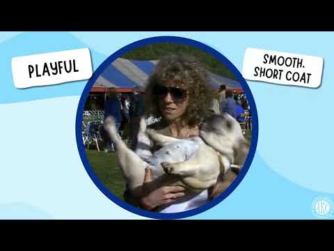 French Bulldog breed video