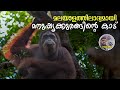 Borneo Jungle Story Forest Trekking And Boating In Indonesia Orangutan And Rare Monkeys Of Asia