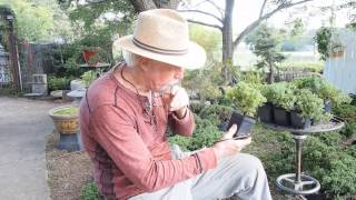 preview picture of video 'Plant City Bonsai   September 2014'