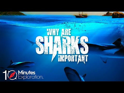 Why are Sharks Important to the Ocean | Apex Predators | 10Minutes Exploration