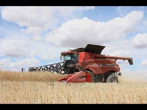 Case IH Axial-Flow 9120 en 10,70m - rapeseed harvest