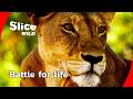 How a lion pride survives the drought I FULL DOC | SLICE WILD