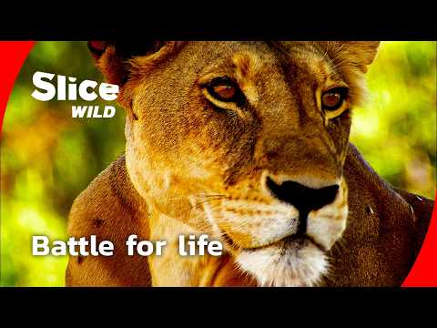 How a lion pride survives the drought I FULL DOC | SLICE WILD