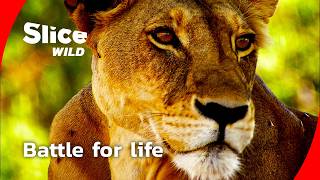 How a lion pride survives the drought I FULL DOC | SLICE WILD