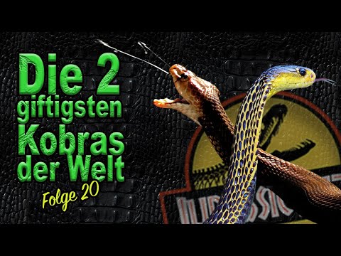 The Spitting Cobra - Species & Care of Naja samarensis & philippinensis | Episode 20 | Venomous S...