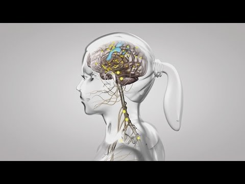 Au coeur des organes : Le fonctionnement du système nerveux