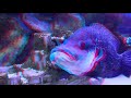 Big Fish 3D Anaglyph